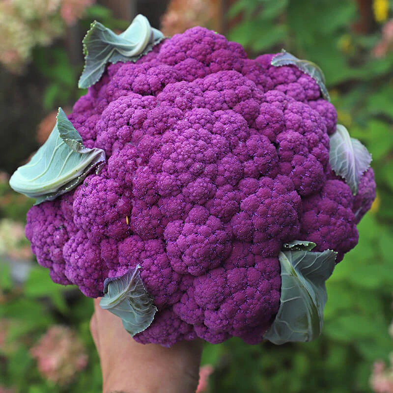 Cauliflower de purple 