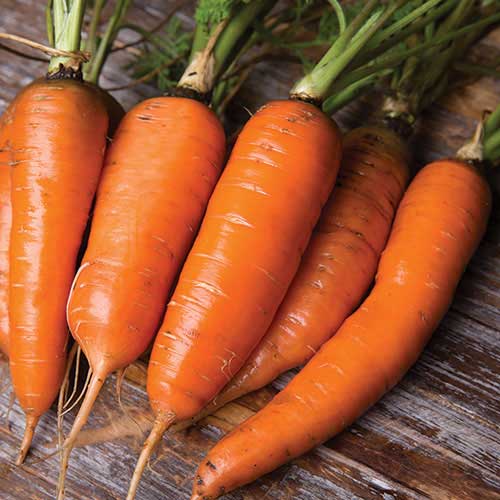 Carrot Yaya