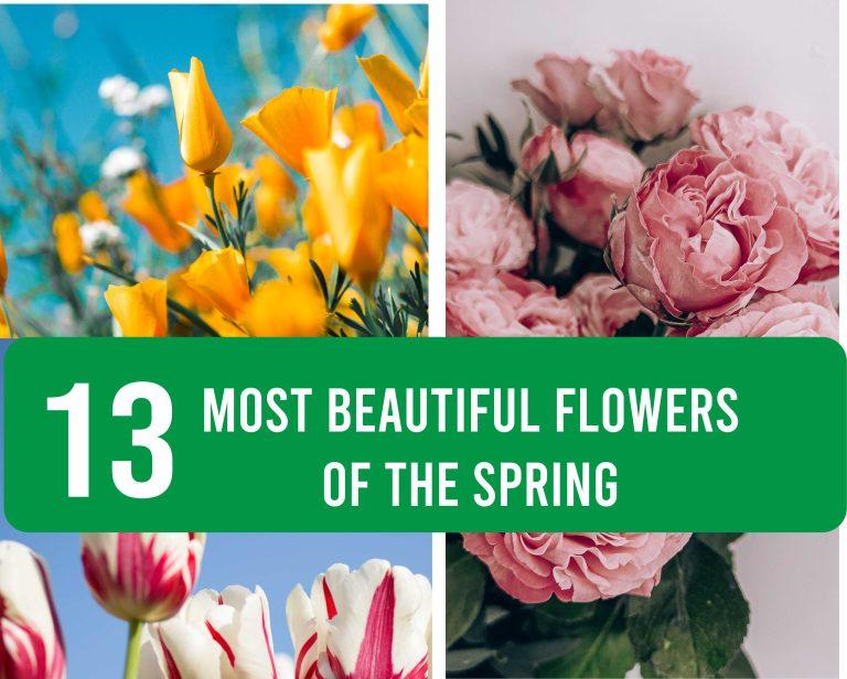 13 Most beautifull flowers of the Spring