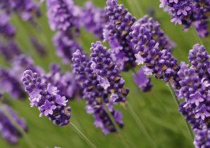 Lavender Lady Angustifolia seeds