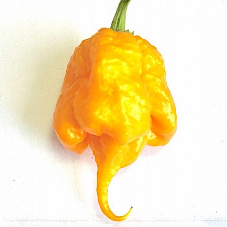 7 Pot Yellow Hot pepper