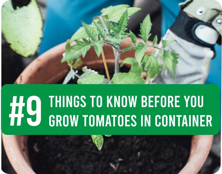 #9 Things to know before you grow tomatoes in container