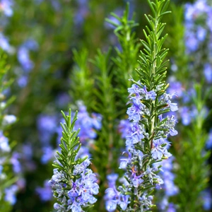 Rosemary Tuscan Blue Seeds