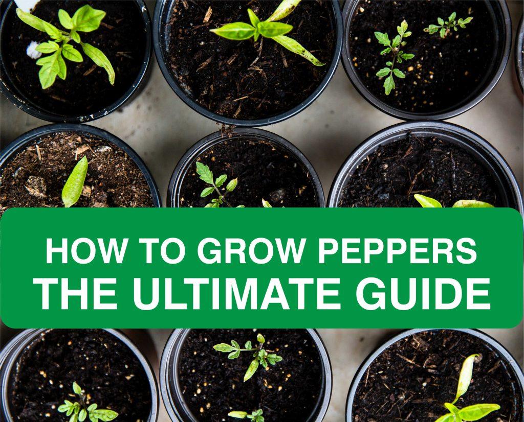 how to grow peppers the ultimate guide