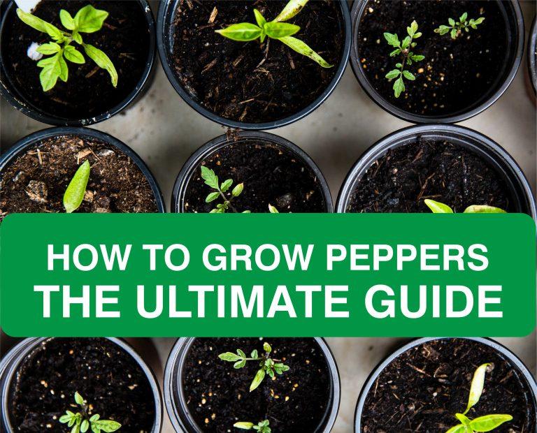 How to Grow Peppers | The ultimate Guide