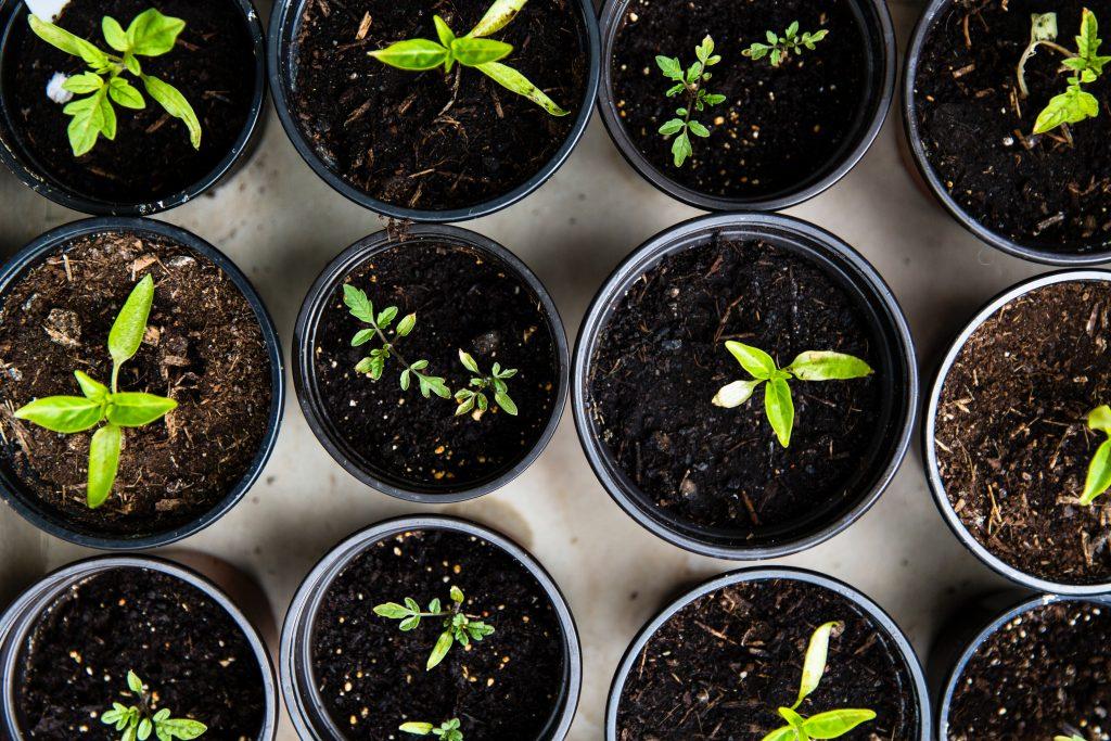 How to Grow Peppers | The ultimate Guide