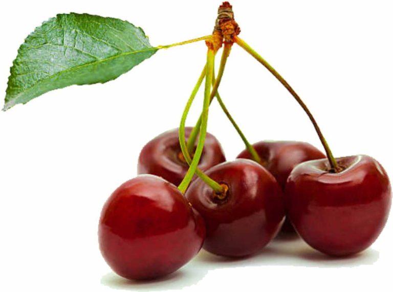 Morello Cherry Prunus Cerasus