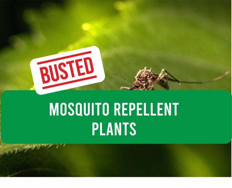 Mosquito repellent Plants – Busted