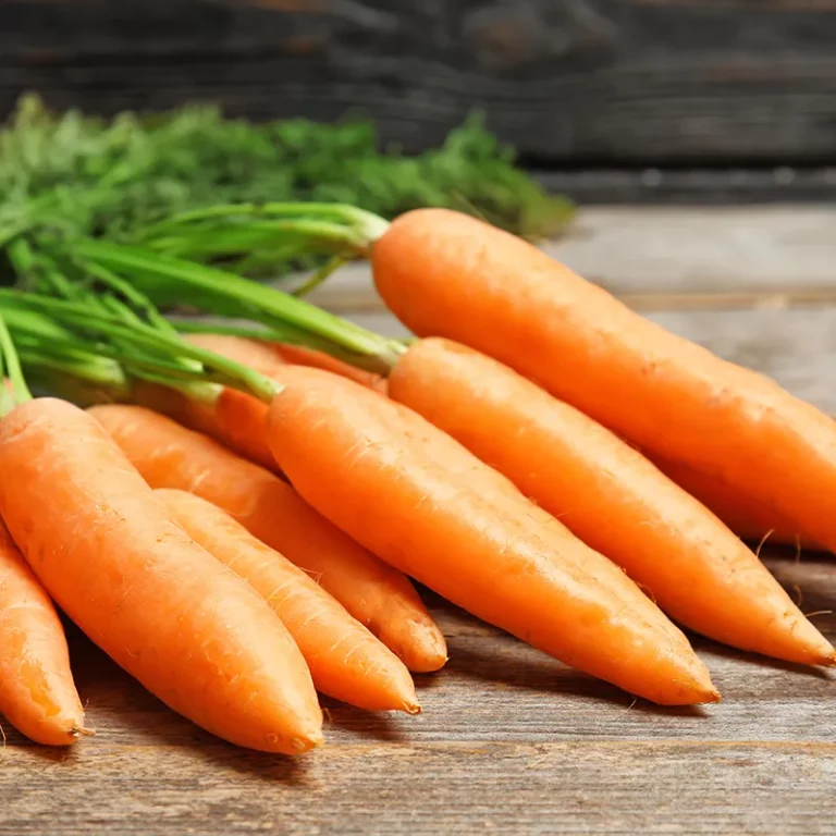 Carrot Nantes HaldLong