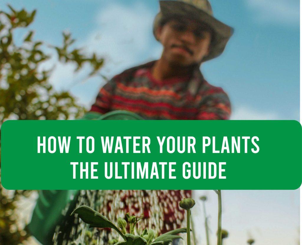 How-to-water-your-plants